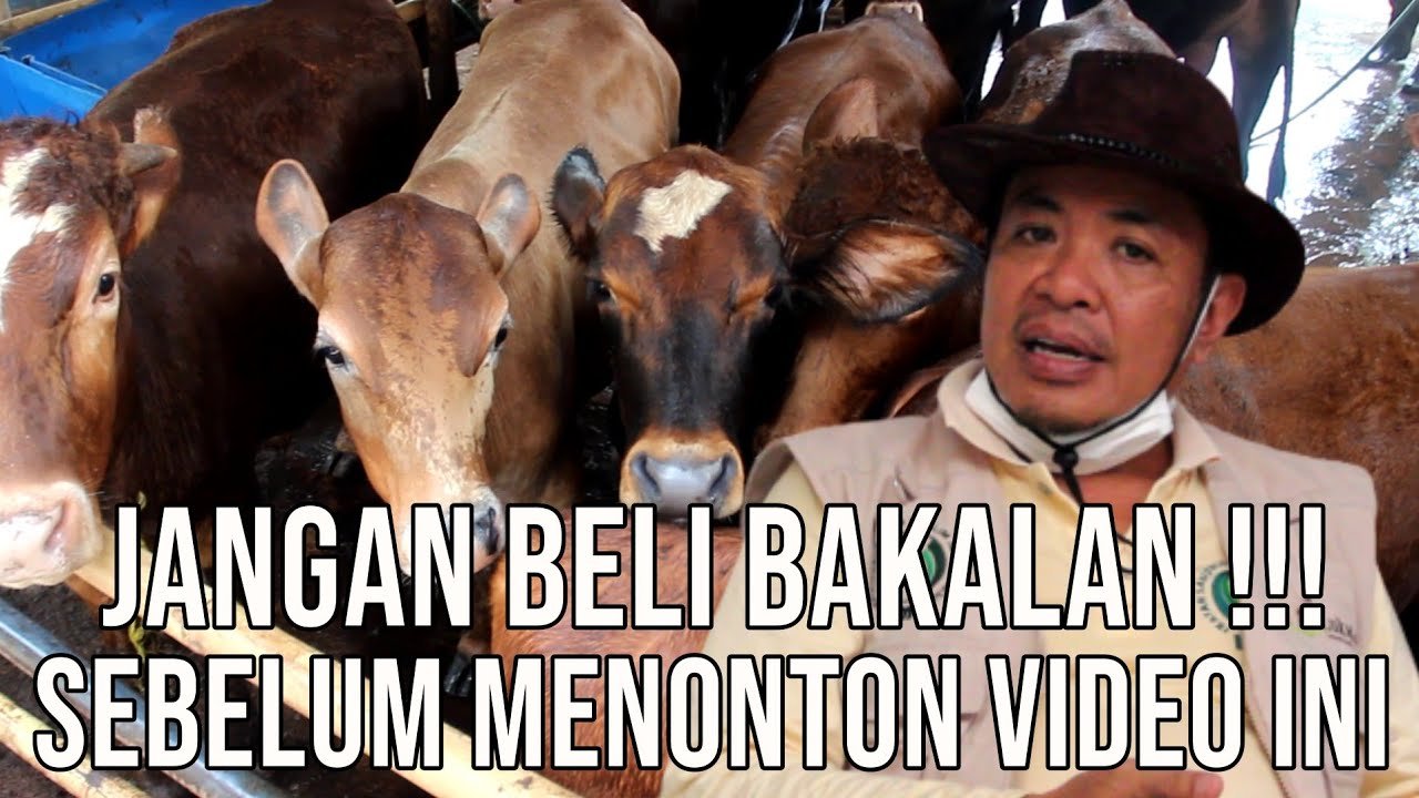 
                                 Tips-Sapi-Indukan-Betina-Hasilkan-Bibit-Bakalan-Terbaik